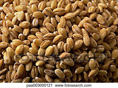 Stock Image - wheat, delicatessen, product, produce, foodstuff, foodstuffs, food. Fotosearch