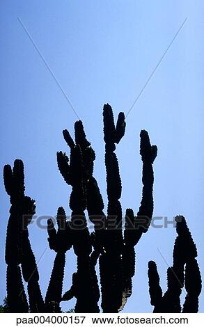 cactus, nature, vegetation, flora, summer, europe, Landscapes View Large Photo Image Stock Photo - cactus, nature, vegetation, flora, summer, europe, Landscapes. Fotosearch