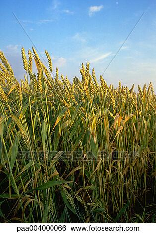 Champ Champs Ble Paysage Paysages Nature Vegetation Banque De Photographies Paa Fotosearch