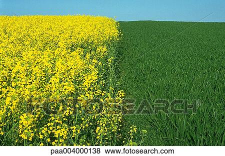 field, fields, colza, landscape, landscapes, nature, vegetation View Large Photo Image Stock Photo - field, fields, colza, landscape, landscapes, nature, vegetation. Fotosearch