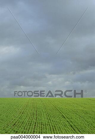 field, fields, sky, skies, landscape, landscapes, nature View Large Photo Image Picture - field, fields, sky, skies, landscape, landscapes, nature. Fotosearch
