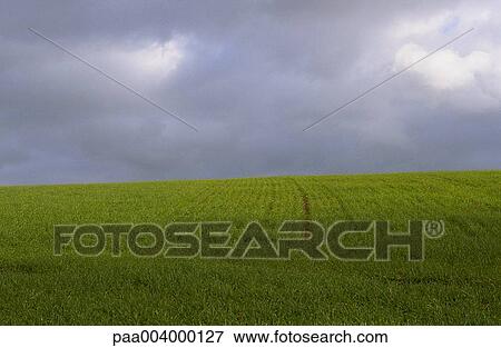 Stock Photo - field, fields, sky, skies, landscape, landscapes, nature. Fotosearch