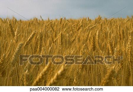 field, fields, wheat, landscape, landscapes, nature, vegetation View Large Photo Image Stock Image - field, fields, wheat, landscape, landscapes, nature, vegetation. Fotosearch