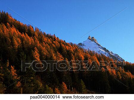forest, forests, firtree, firtrees, mountain, mountains, landscape View Large Photo Image Picture - forest, forests, firtree, firtrees, mountain, mountains, landscape. Fotosearch