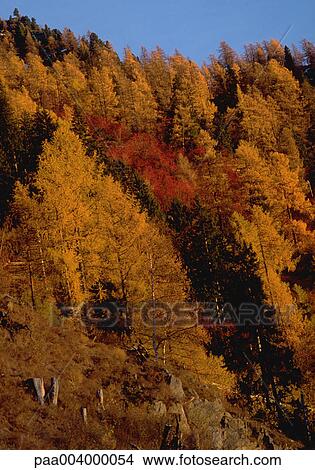 forest, forests, firtree, firtrees, landscape, landscapes, hike View Large Photo Image Picture - forest, forests, firtree, firtrees, landscape, landscapes, hike. Fotosearch