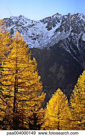 Stock Photo - forest, forests, firtree, firtrees, mountain, mountains, landscape. Fotosearch