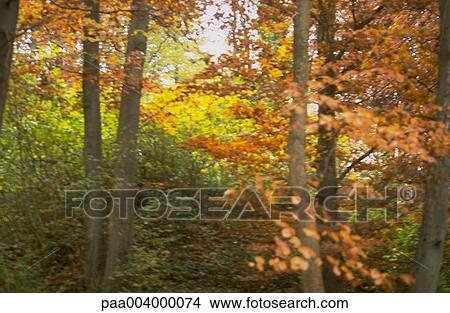 forest, forests, landscape, landscapes, hike, nature, vegetation View Large Photo Image Picture - forest, forests, landscape, landscapes, hike, nature, vegetation. Fotosearch