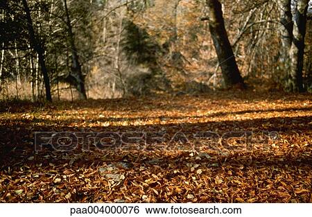 forest, forests, landscape, landscapes, hike, nature, vegetation View Large Photo Image Stock Photograph - forest, forests, landscape, landscapes, hike, nature, vegetation. Fotosearch