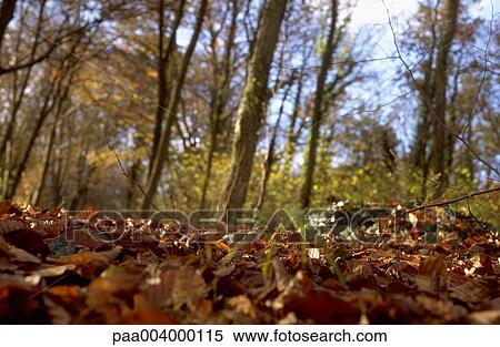 forest, forests, landscape, landscapes, hike, nature, vegetation View Large Photo Image Stock Photography - forest, forests, landscape, landscapes, hike, nature, vegetation. Fotosearch