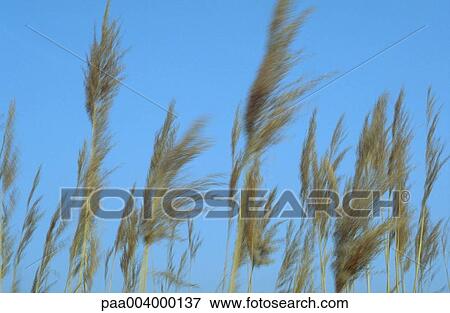 grass, nature, vegetation, flora, spring, europe, Landscapes View Large Photo Image Stock Photo - grass, nature, vegetation, flora, spring, europe, Landscapes. Fotosearch