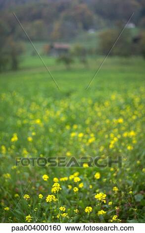 landscape, landscapes, meadow, meadows, nature, vegetation, flora View Large Photo Image Stock Image - landscape, landscapes, meadow, meadows, nature, vegetation, flora. Fotosearch