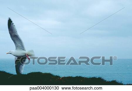 sea, seagull, seagulls, landscape, landscapes, nature, europe View Large Photo Image Stock Image - sea, seagull, seagulls, landscape, landscapes, nature, europe. Fotosearch