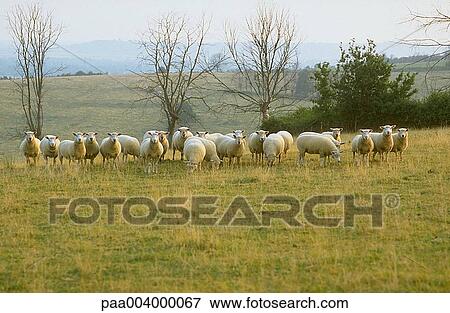 sheep, pasture, pastures, landscape, landscapes, nature, vegetation View Large Photo Image Stock Photo - sheep, pasture, pastures, landscape, landscapes, nature, vegetation. Fotosearch