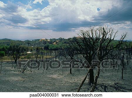 sky, skies, fire, forest, forests, cloud, clouds View Large Photo Image Stock Image - sky, skies, fire, forest, forests, cloud, clouds. Fotosearch