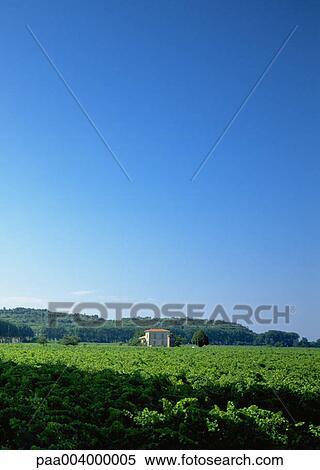 sky, skies, landscape, landscapes, vine, vines, vineyard View Large Photo Image Stock Photography - sky, skies, landscape, landscapes, vine, vines, vineyard. Fotosearch