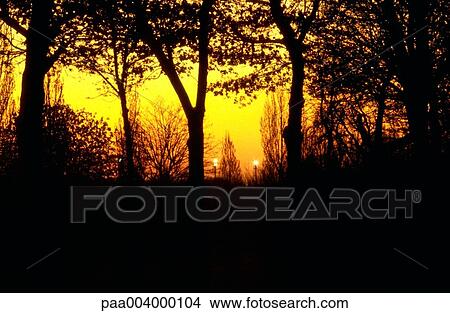 sunset, forest, forests, landscape, landscapes, nature, vegetation View Large Photo Image Picture - sunset, forest, forests, landscape, landscapes, nature, vegetation. Fotosearch