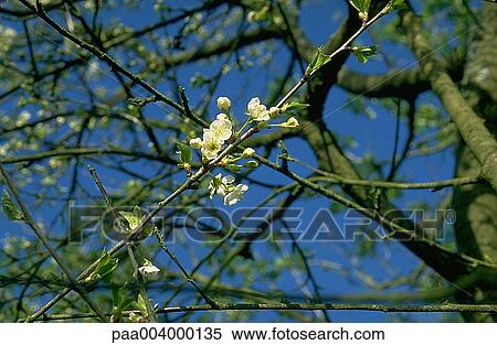 tree, trees, blossom, blossoms, nature, vegetation, flora View Large Photo Image Stock Photography - tree, trees, blossom, blossoms, nature, vegetation, flora. Fotosearch