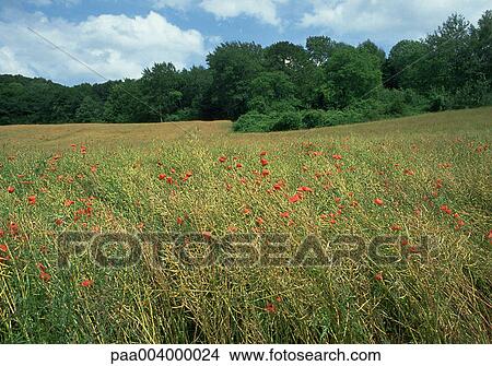 tree, trees, field, fields, landscape, landscapes, hike View Large Photo Image Picture - tree, trees, field, fields, landscape, landscapes, hike. Fotosearch