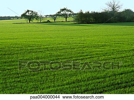 tree, trees, field, fields, landscape, landscapes, snowy View Large Photo Image Picture - tree, trees, field, fields, landscape, landscapes, snowy. Fotosearch