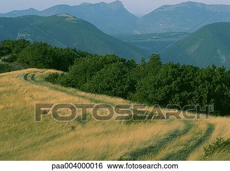 tree, trees, field, fields, mountain, mountains, landscape View Large Photo Image Stock Photograph - tree, trees, field, fields, mountain, mountains, landscape. Fotosearch
