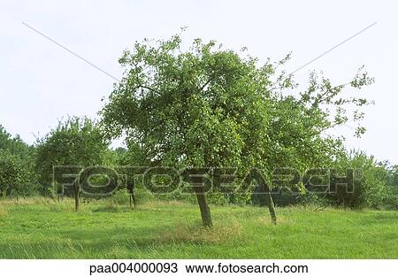 tree, trees, landscape, landscapes, orchard, orchards, nature View Large Photo Image Stock Image - tree, trees, landscape, landscapes, orchard, orchards, nature. Fotosearch