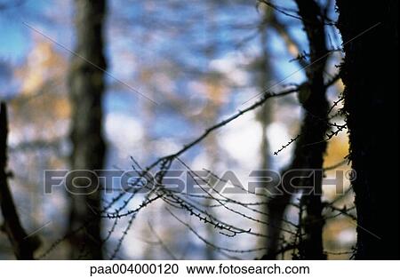 tree, trees, landscape, landscapes, nature, vegetation, woody View Large Photo Image Stock Image - tree, trees, landscape, landscapes, nature, vegetation, woody. Fotosearch