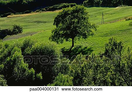 Stock Image - tree, trees, landscape, landscapes, hike, nature, vegetation. Fotosearch