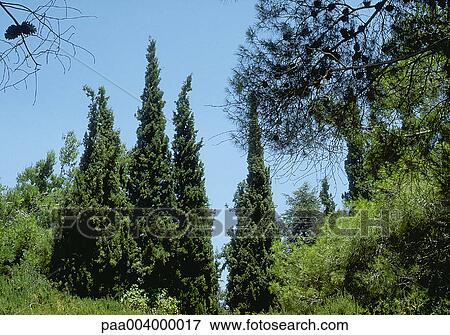 tree, trees, landscape, landscapes, nature, vegetation, woody View Large Photo Image Stock Photo - tree, trees, landscape, landscapes, nature, vegetation, woody. Fotosearch