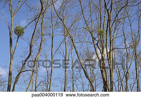 tree, trees, landscape, landscapes, nature, vegetation, woody View Large Photo Image Stock Photo - tree, trees, landscape, landscapes, nature, vegetation, woody. Fotosearch