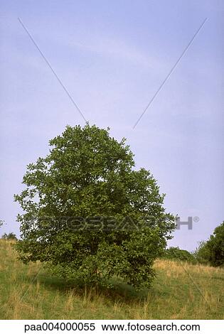 tree, trees, landscape, landscapes, nature, vegetation, spring View Large Photo Image Stock Photography - tree, trees, landscape, landscapes, nature, vegetation, spring. Fotosearch