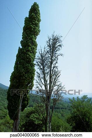 Stock Photography - tree, trees, landscape, landscapes, nature, vegetation, woody. Fotosearch