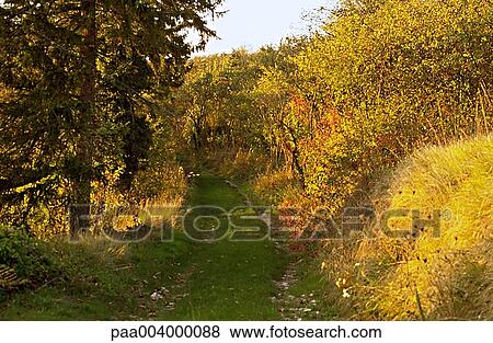 Stock Photo - tree, trees, path, paths, landscape, landscapes, hike. Fotosearch