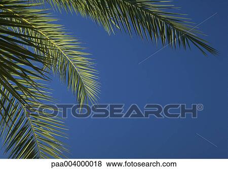tree, trees, sky, skies, palmtree, palmtrees, landscape View Large Photo Image Stock Photo - tree, trees, sky, skies, palmtree, palmtrees, landscape. Fotosearch