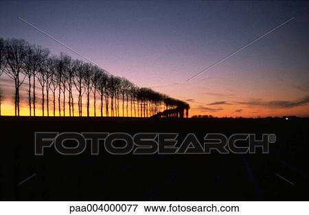 tree, trees, sunset, landscape, landscapes, nature, vegetation View Large Photo Image Stock Photo - tree, trees, sunset, landscape, landscapes, nature, vegetation. Fotosearch