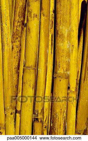 Picture - bamboo, texture, textures, background, backgrounds, nature, vegetation. Fotosearch