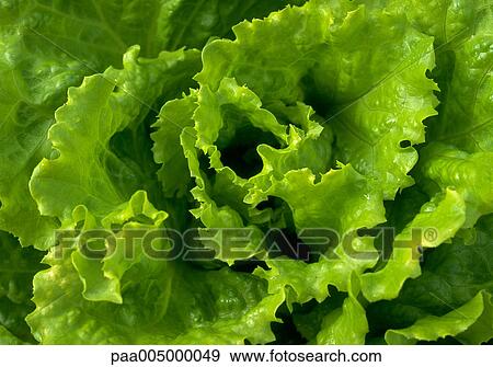 Stock Photo - biblettuce, vegetable, vegetables, nature, vegetation, agriculture, planting. Fotosearch