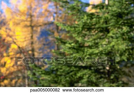 blurred, background, backgrounds, nature, vegetation, woody, autumn View Large Photo Image Stock Image - blurred, background, backgrounds, nature, vegetation, woody, autumn. Fotosearch