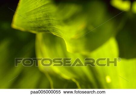 blurred, background, backgrounds, nature, vegetation, detail, details View Large Photo Image Stock Photography - blurred, background, backgrounds, nature, vegetation, detail, details. Fotosearch