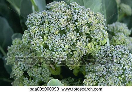 Stock Image - broccoli, vegetable, vegetables, nature, vegetation, agriculture, planting. Fotosearch