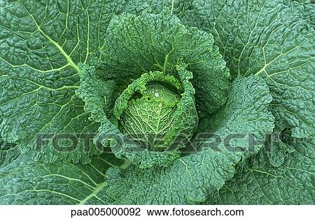 cabbage, cabbages, vegetable, vegetables, nature, vegetation, agriculture View Large Photo Image Stock Image - cabbage, cabbages, vegetable, vegetables, nature, vegetation, agriculture. Fotosearch