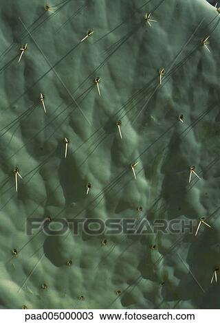 cactus, background, backgrounds, nature, vegetation, detail, details View Large Photo Image Stock Image - cactus, background, backgrounds, nature, vegetation, detail, details. Fotosearch