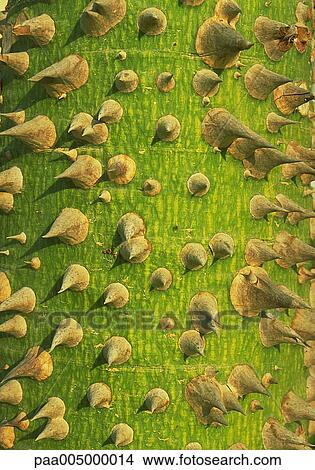 cactus, texture, textures, background, backgrounds, nature, vegetation View Large Photo Image Picture - cactus, texture, textures, background, backgrounds, nature, vegetation. Fotosearch