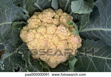 cauliflower, vegetable, vegetables, nature, vegetation, agriculture, planting View Large Photo Image Stock Image - cauliflower, vegetable, vegetables, nature, vegetation, agriculture, planting. Fotosearch