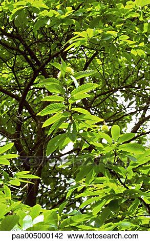 chesnuttree, chesnuttrees, background, backgrounds, nature, vegetation, Nature View Large Photo Image Stock Image - chesnuttree, chesnuttrees, background, backgrounds, nature, vegetation, Nature. Fotosearch