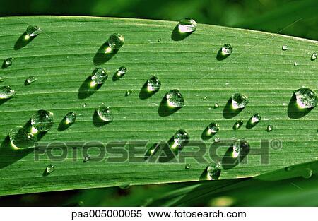 Stock Photography - dew, background, backgrounds, nature, vegetation, detail, details. Fotosearch