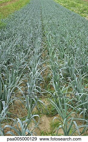 field, fields, leek, leeks, nature, vegetation, agriculture View Large Photo Image Stock Photo - field, fields, leek, leeks, nature, vegetation, agriculture. Fotosearch