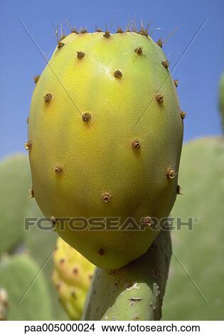 fig, figs, pricklypear, pricklypears, nature, vegetation, detail View Large Photo Image Picture - fig, figs, pricklypear, pricklypears, nature, vegetation, detail. Fotosearch