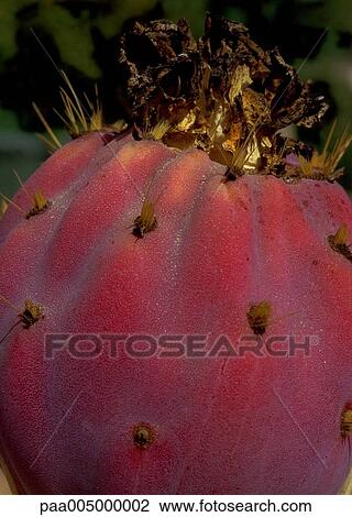 fig, figs, pricklypear, pricklypears, nature, vegetation, detail View Large Photo Image Stock Image - fig, figs, pricklypear, pricklypears, nature, vegetation, detail. Fotosearch