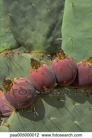 Stock Image - fig, figs, pricklypear, pricklypears, nature, vegetation, summer. Fotosearch
