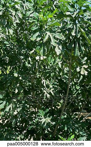 figtree, figtrees, background, backgrounds, nature, vegetation, Nature View Large Photo Image Stock Photo - figtree, figtrees, background, backgrounds, nature, vegetation, Nature. Fotosearch